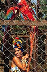 bird in a cage
